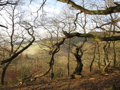 Oak